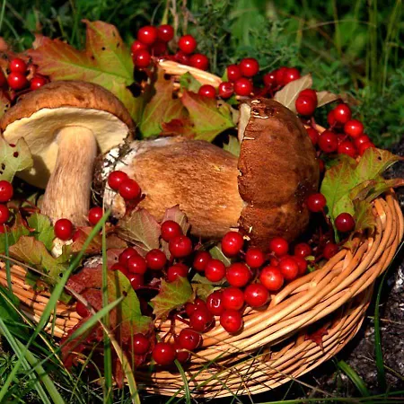 Rajan Loma Eco Village * Mannervaara